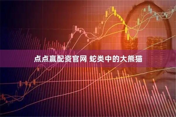 点点赢配资官网 蛇类中的大熊猫